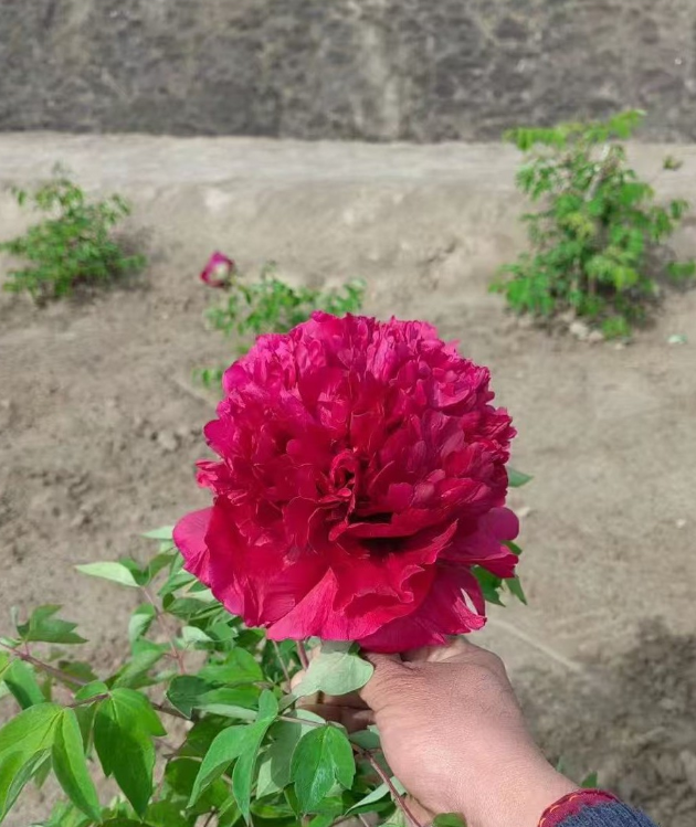 Xiang Lu Zi Yan Rockii Tree Peony