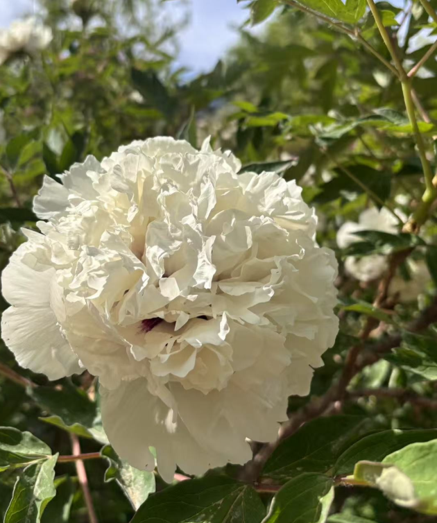 Xiao Xue Rockii Tree Peony