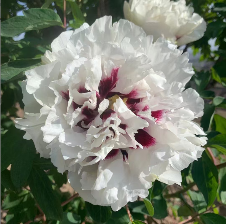 Yan Wei Bai Rockii tree peony