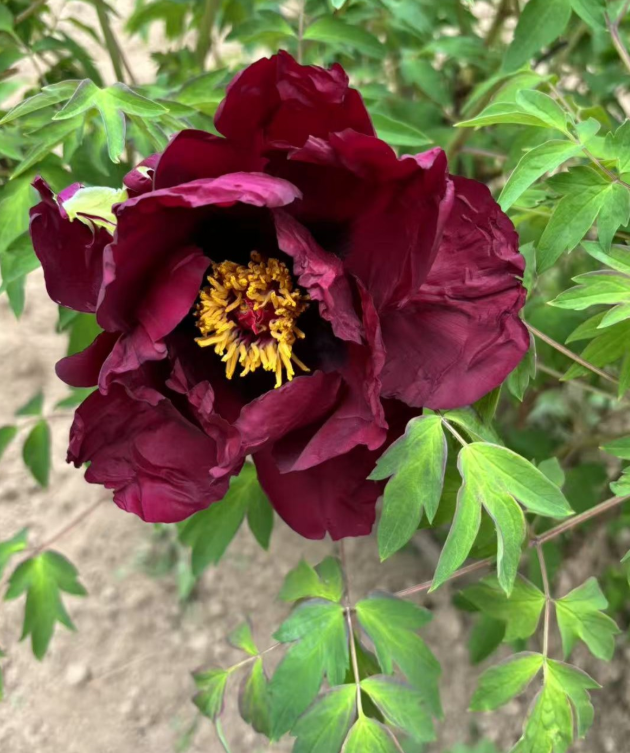 Ye Guang Bei Rockii Tree Peony