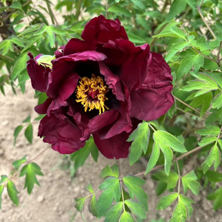 Ye Guang Bei Rockii Tree Peony