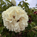 Why Is the rockii tree Peony Cold-Resistant?