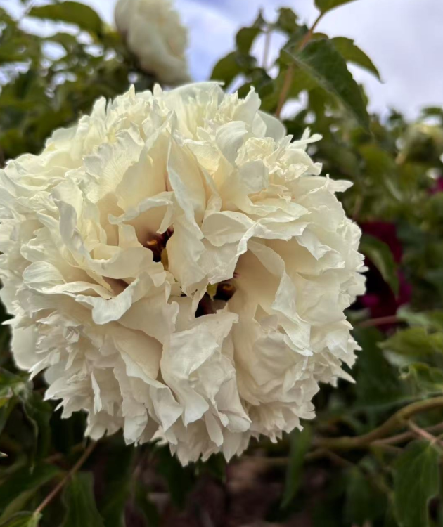 Yu Ban Xiu QiuRockii Tree Peony