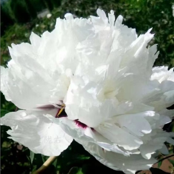 Yu Lou Cang JiaoRockii Tree Peony