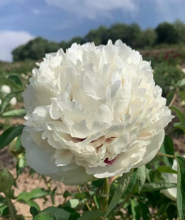 Yu Qiu Xiang Rockii Tree Peony