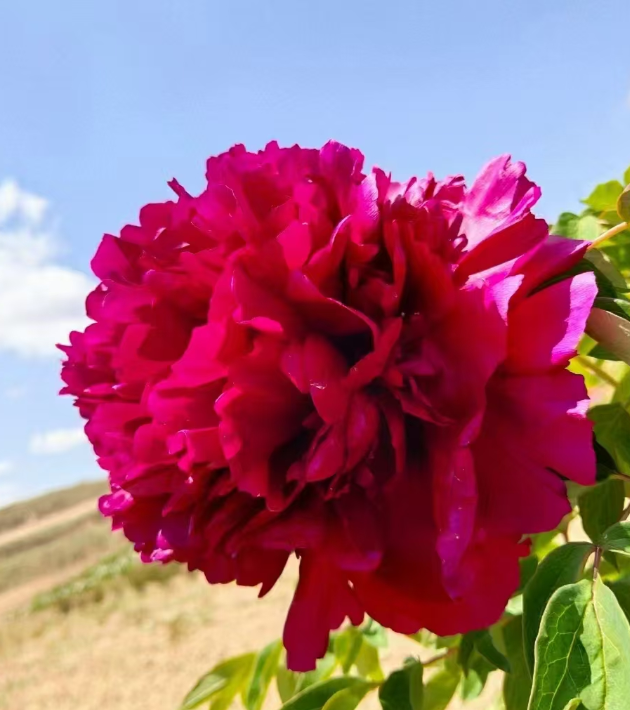Zi Gong Ge Rockii Tree Peony