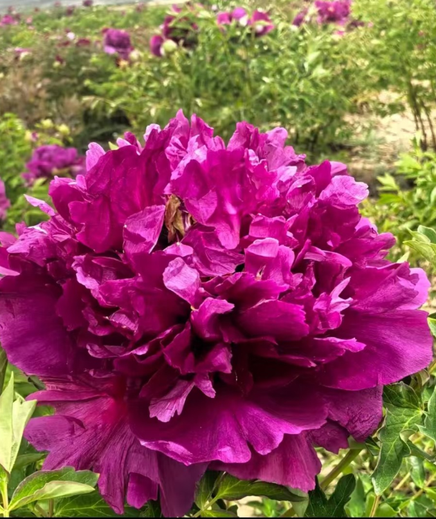 Zi Guan Yu Zhu Rockii Tree Peony