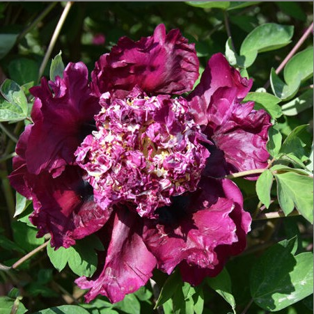 Zi Ju Ban Yue Rockii Tree Peony