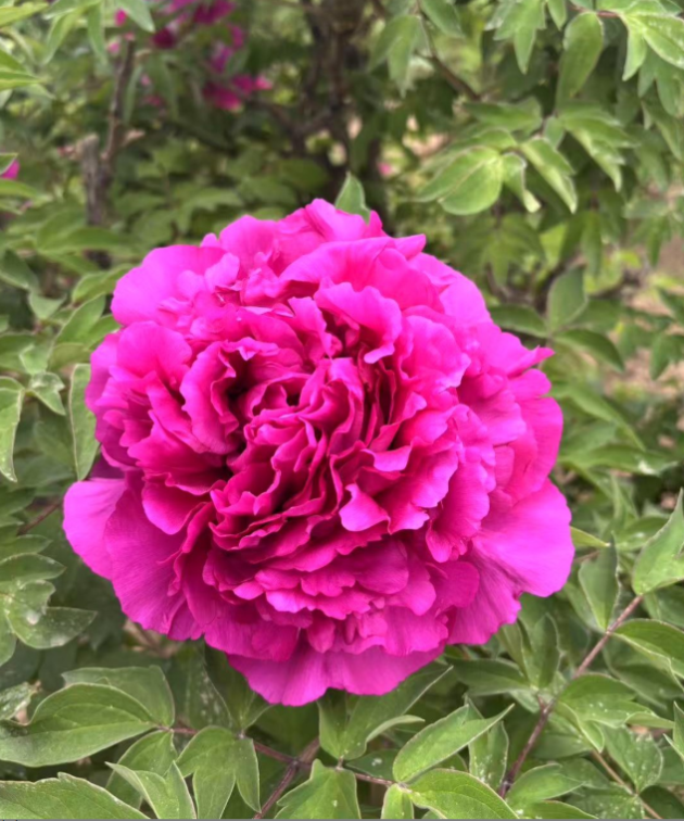 Zi Lan Kui Rockii Tree Peony