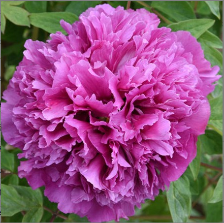 Zi Lou Cang Yu Rockii Tree Peony