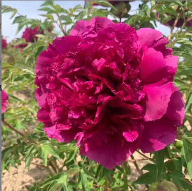 Zi Lou Xiang Jin Rockii Tree Peony