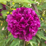 What Makes Paeonia Rockii Different from Other Tree Peonies?