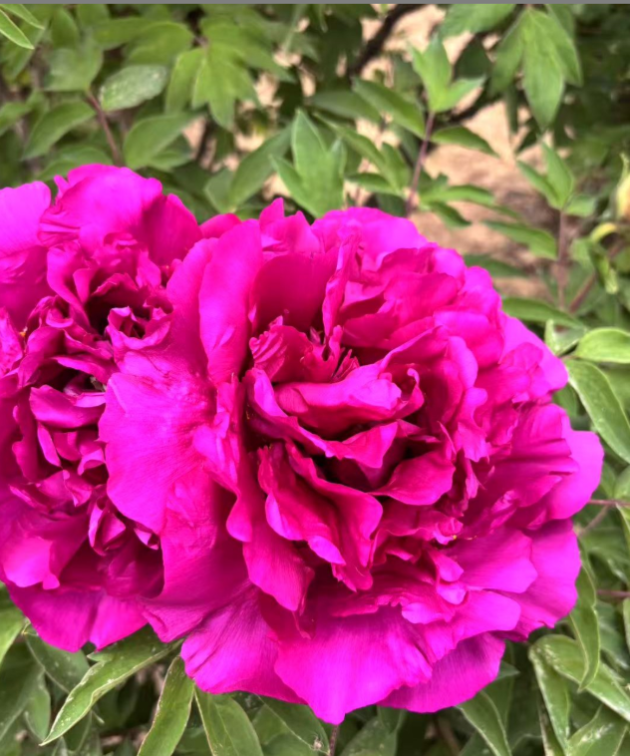 Zi Yun Feng Rockii Tree Peony