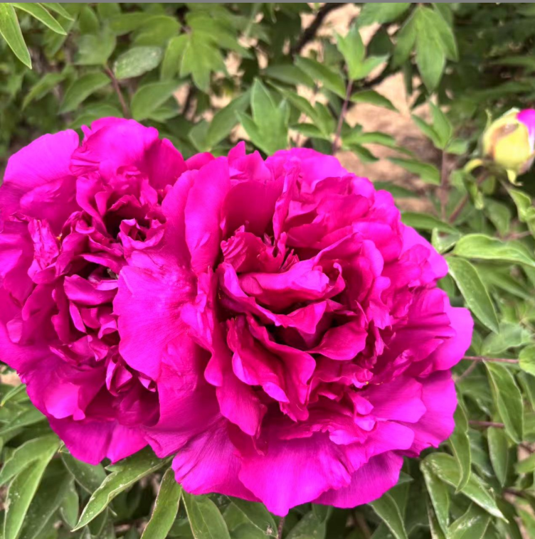 Zi Yun Feng Rockii Tree Peony
