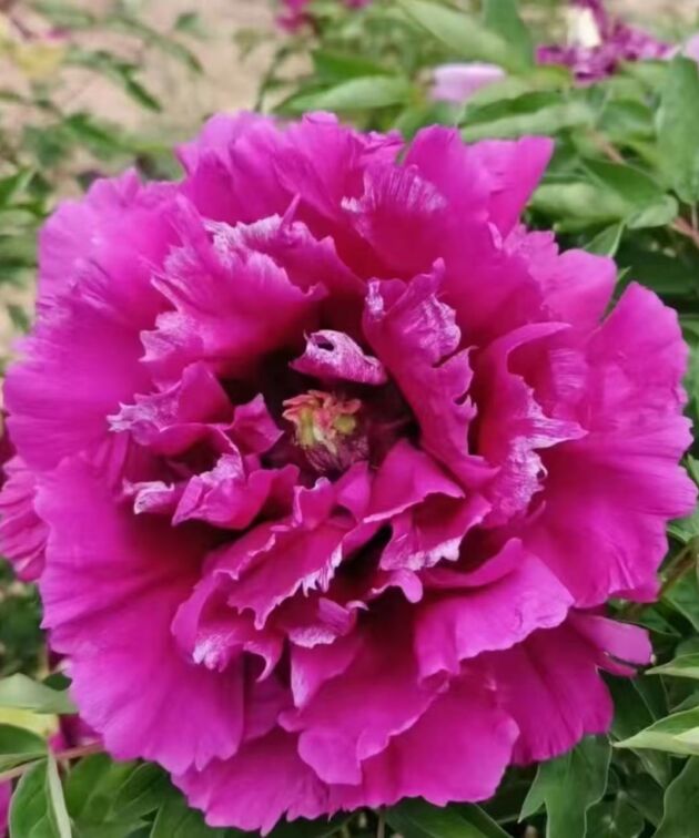 Zou Mei Gui Rockii Tree Peony