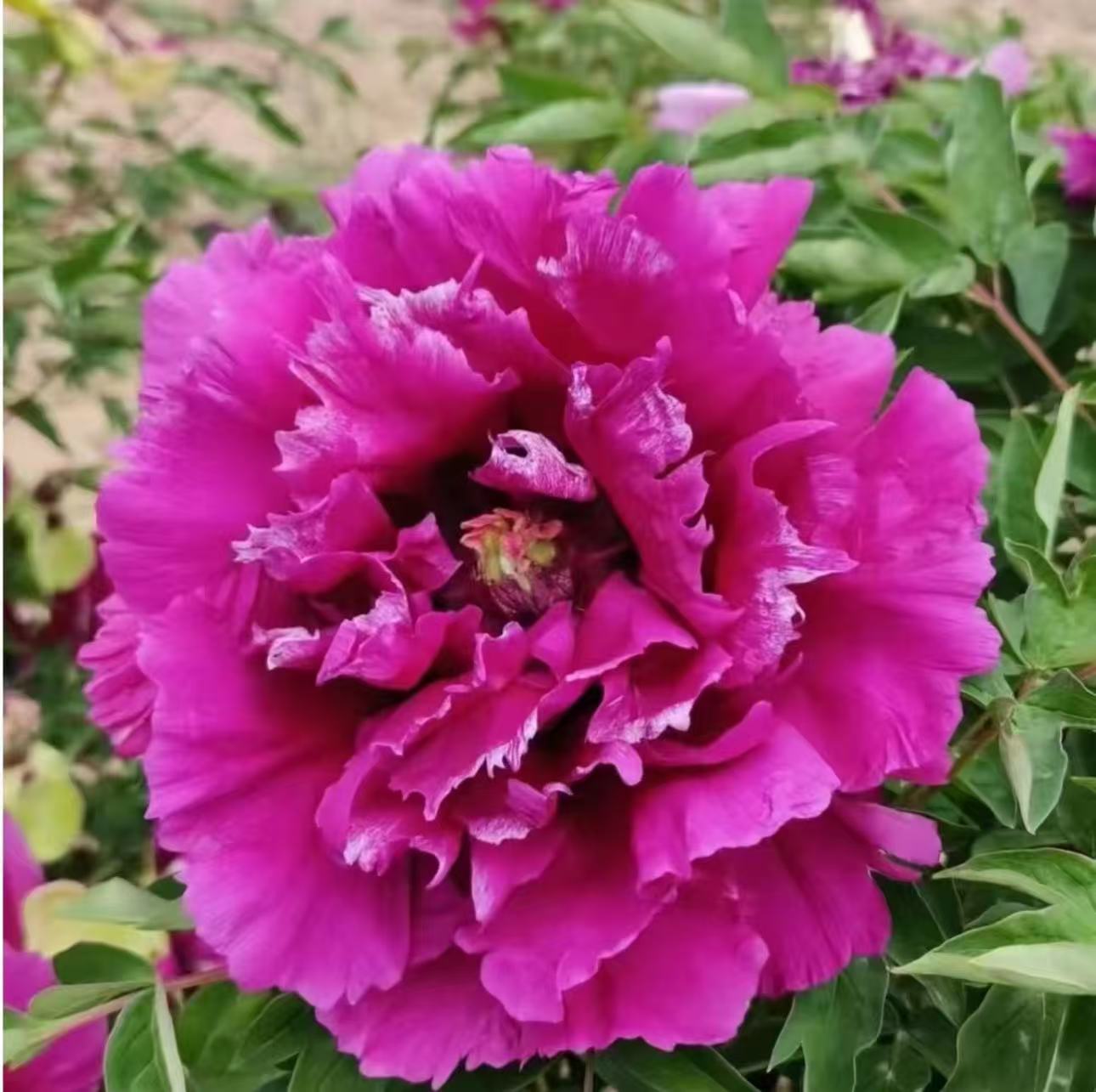 Zou Mei Gui Rockii Tree Peony