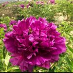 Where Can Paeonia rockii Be Grown?
