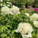 The Biggest Advantage of Paeonia Rockii