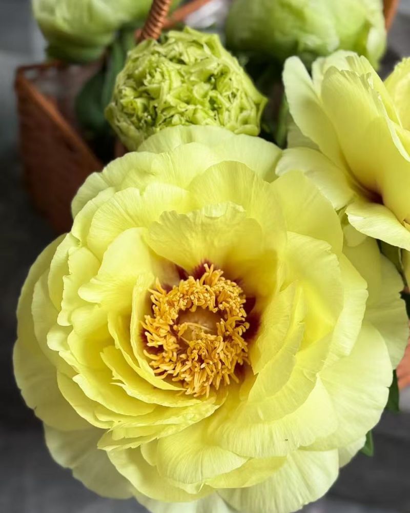 YELLOW TREE PEONY
