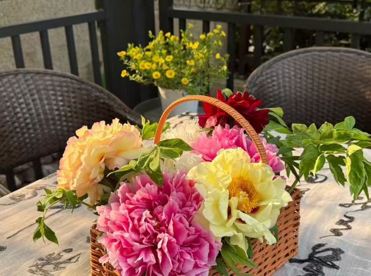 chinese tree peony seedling