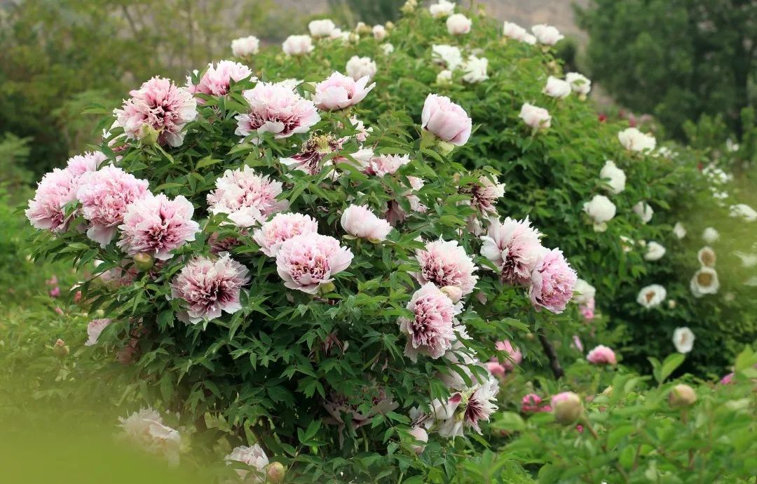 rockii peony
